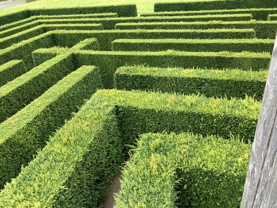 Blick von oben in ein Heckenlabyrinth aus dicht geschnittenen grünen Hecken mit schmalen Gängen